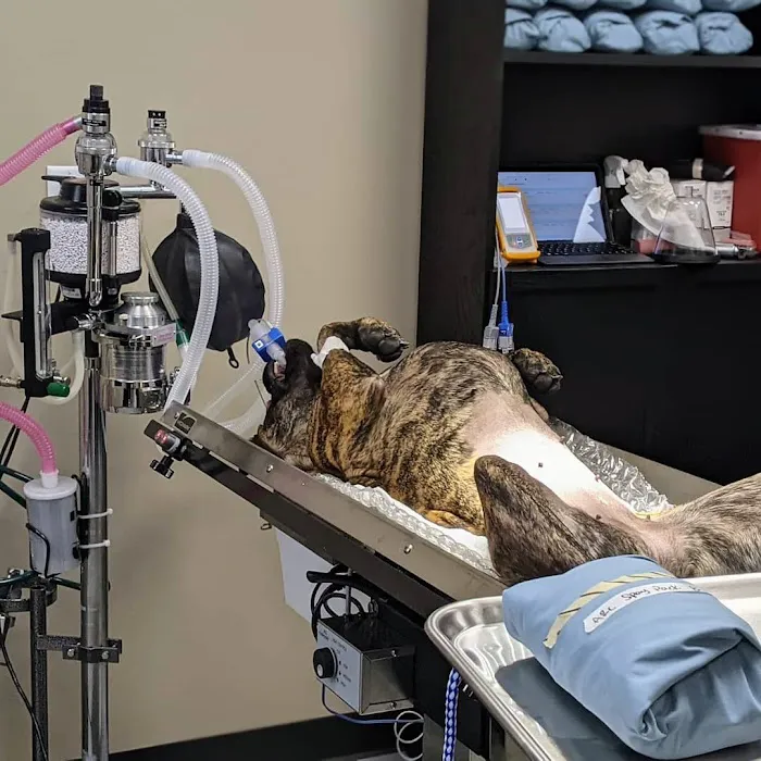 SNiP Vet - Spay Neuter in Phoenix Picture 7