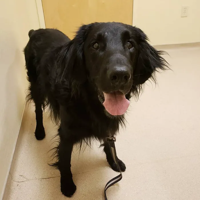 Animal Medical Center of Deer Valley Picture 6