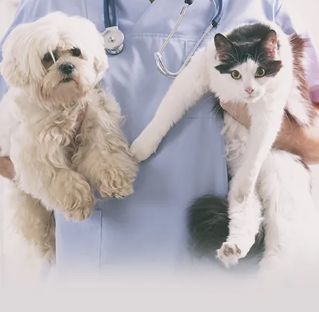 Animal Medical Center of Deer Valley Picture 7
