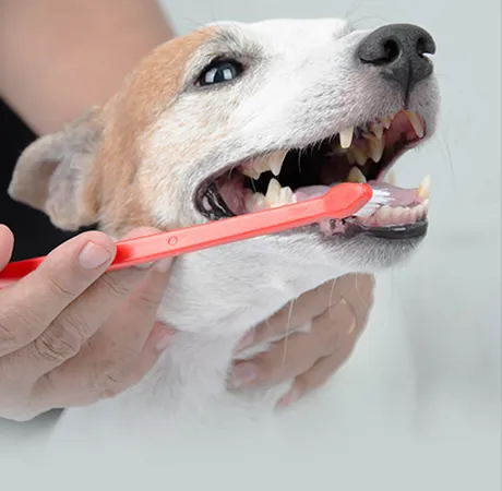 Animal Medical Center of Deer Valley Picture 8