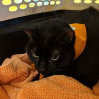 Banfield Pet Hospital ico
