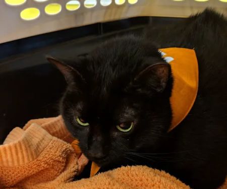 Banfield Pet Hospital