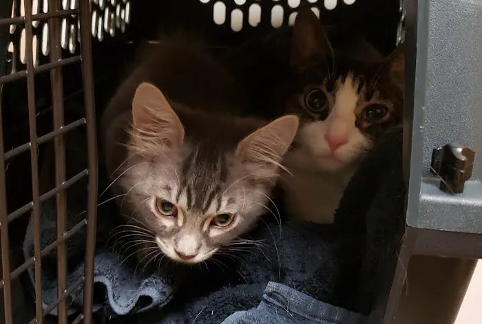 Banfield Pet Hospital Picture 7