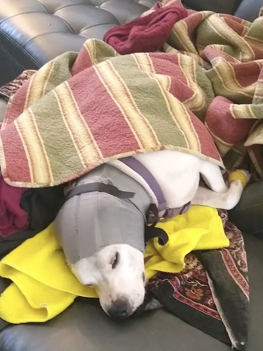 Banfield Pet Hospital Picture 10