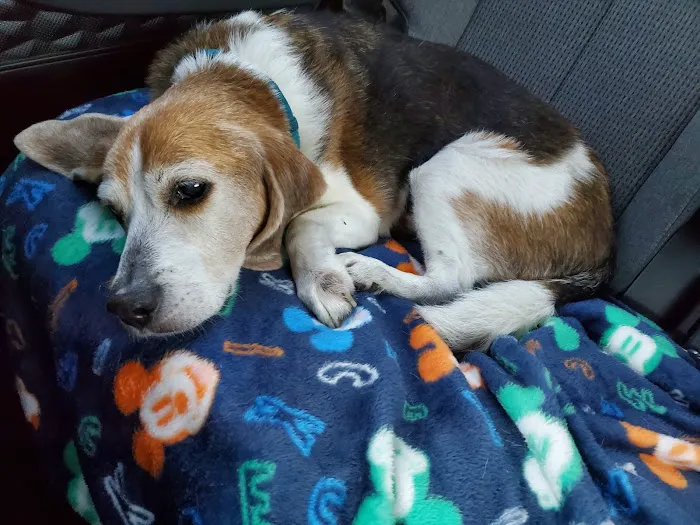 Loving Care Animal Hospital Picture 1
