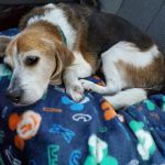 Loving Care Animal Hospital