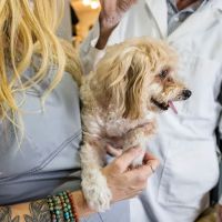 Community Veterinary Hospital ico