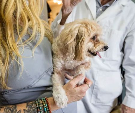 Community Veterinary Hospital