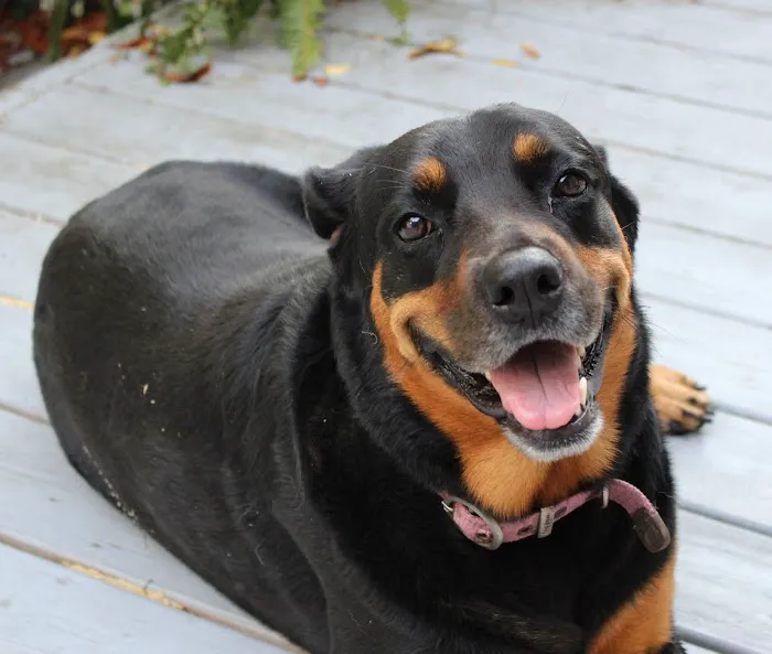 Community Veterinary Hospital Picture 2