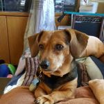 Animal Hospital of West Bay