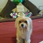 Banfield Pet Hospital