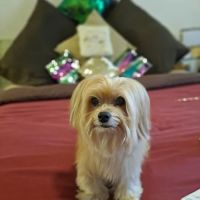 Banfield Pet Hospital ico