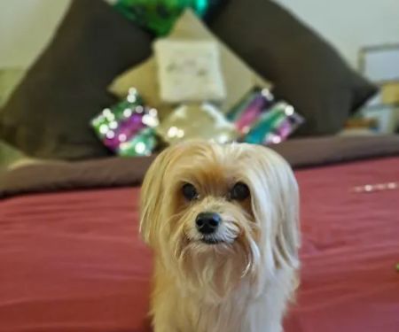 Banfield Pet Hospital