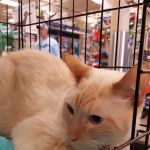 Banfield the Pet Hospital: Backus Angela DVM