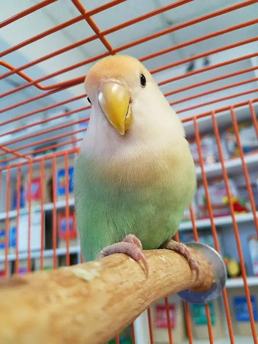 Avian and Animal Hospital Picture 2