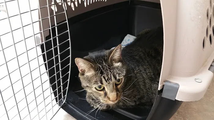 Pinellas Animal Hospital Picture 5