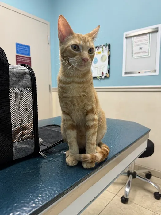 Pinellas Animal Hospital Picture 6