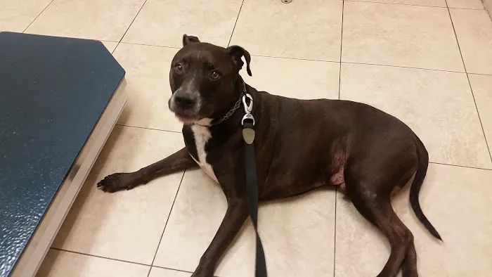 Pinellas Animal Hospital Picture 7