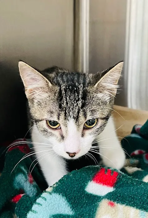 Serenity Veterinary Hospital Picture 5