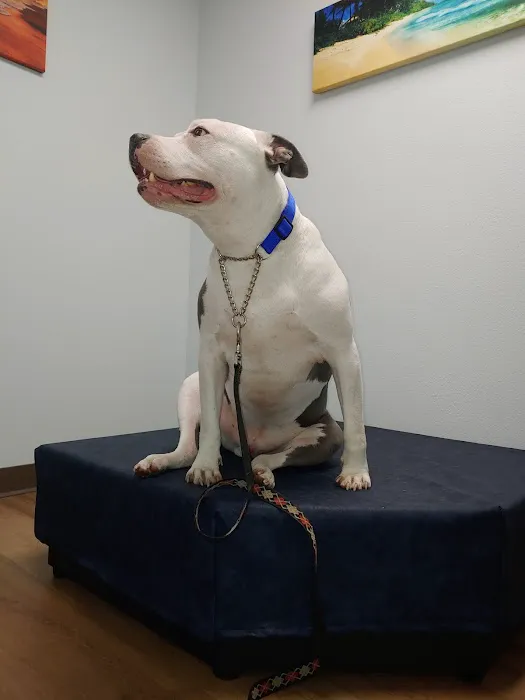 Serenity Veterinary Hospital Picture 7