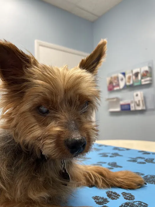 Seminole Blvd Animal Hospital Picture 5