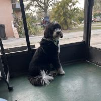 Vetco Vaccination Clinic ico