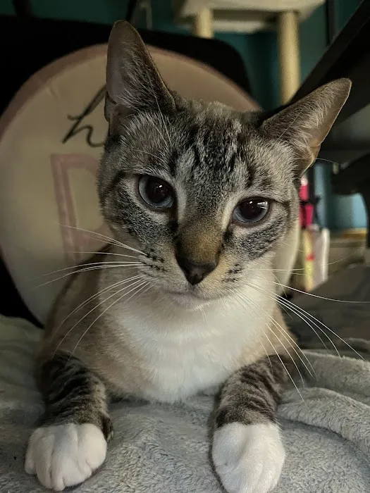 Pearly Bites Veterinary Picture 1