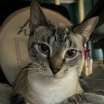 Pearly Bites Veterinary