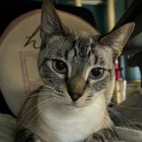 Pearly Bites Veterinary ico