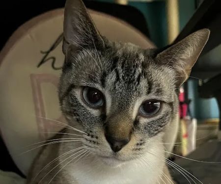 Pearly Bites Veterinary