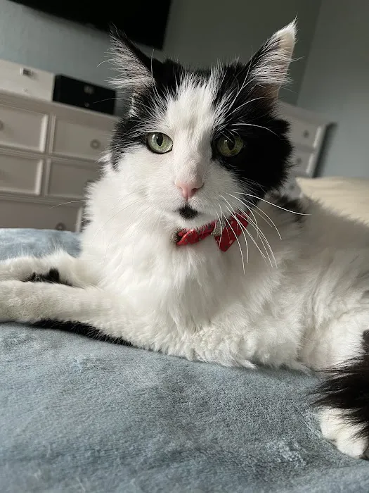 Pearly Bites Veterinary Picture 8