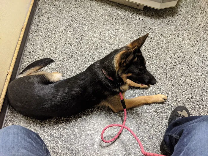 Midway Animal Hospital- Largo Picture 2