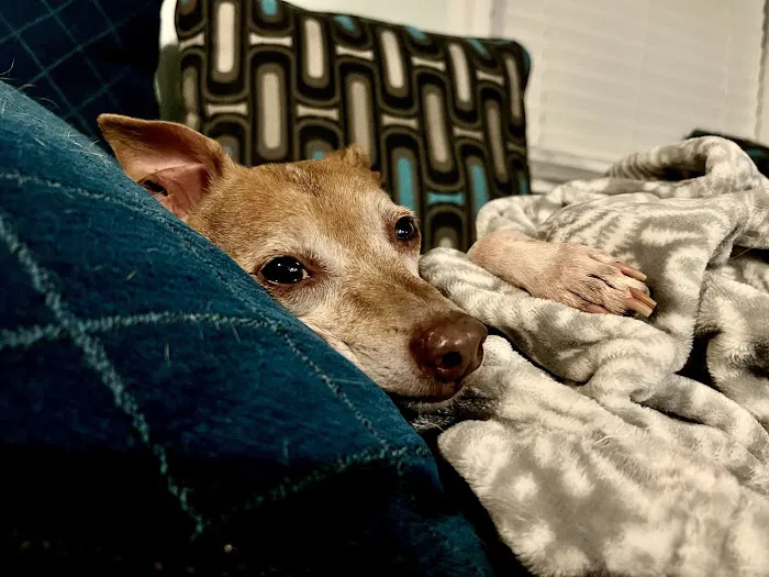 Midway Animal Hospital- Largo Picture 6