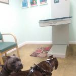 Coastal Paws Veterinary Hospital