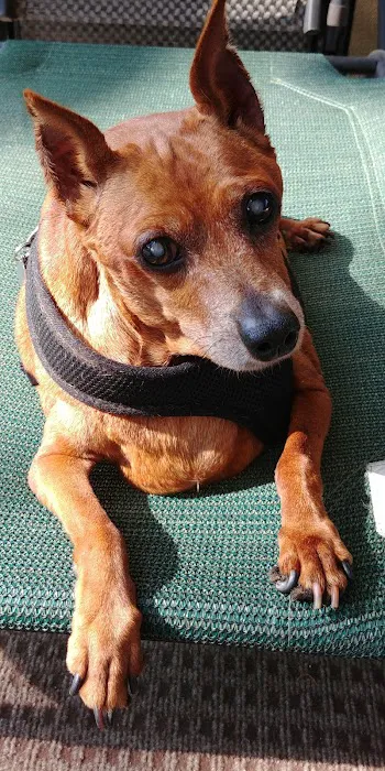 Coastal Paws Veterinary Hospital Picture 9