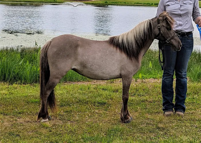 Weitz Equine Veterinary Services Picture 1