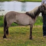 Weitz Equine Veterinary Services