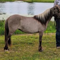 Weitz Equine Veterinary Services ico