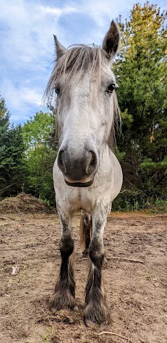 Weitz Equine Veterinary Services Picture 3