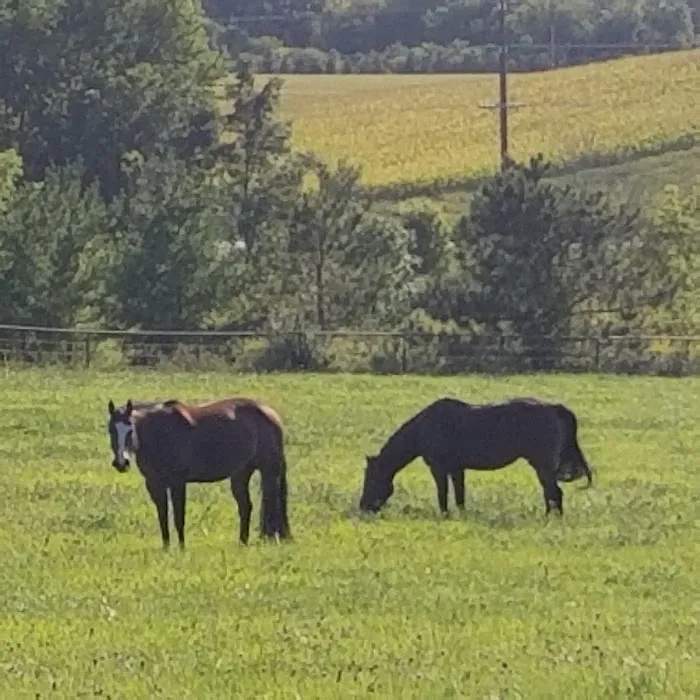 Weitz Equine Veterinary Services Picture 2