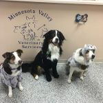 Minnesota Valley Vet Services
