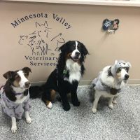 Minnesota Valley Vet Services ico