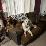 Pine City Animal Hospital