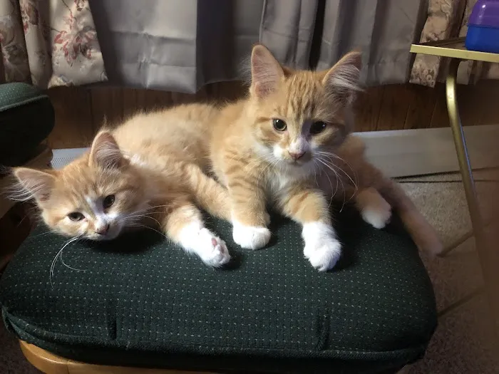 Pine City Animal Hospital Picture 10