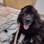 Wild River Veterinary Clinic