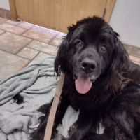 Wild River Veterinary Clinic ico