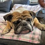 Domestic Animal Wellness Center and Wildlife Rescue