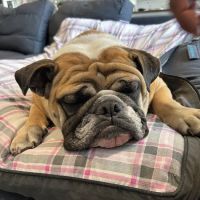 Domestic Animal Wellness Center and Wildlife Rescue ico