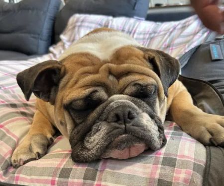 Domestic Animal Wellness Center and Wildlife Rescue
