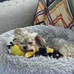 New Richmond Veterinary Clinic